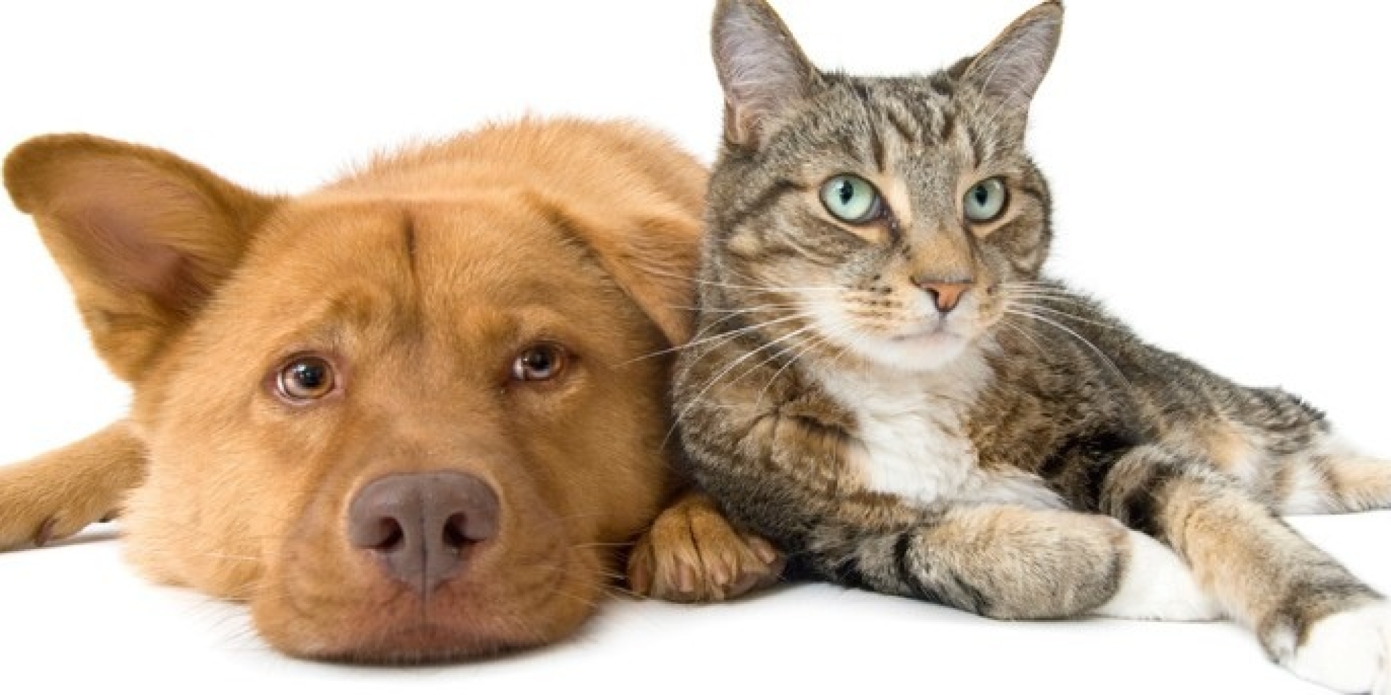 Cat-and-Dog